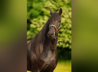 Frisone / Frisone Occidentale, Giumenta, 3 Anni, 168 cm, Morello