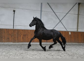 Frisone / Frisone Occidentale, Giumenta, 3 Anni, 168 cm, Morello