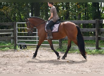 Frisone / Frisone Occidentale Mix, Giumenta, 3 Anni, Baio ciliegia