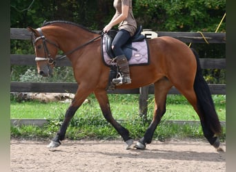 Frisone / Frisone Occidentale Mix, Giumenta, 3 Anni, Baio ciliegia