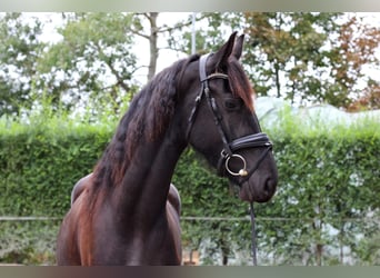 Frisone / Frisone Occidentale, Giumenta, 3 Anni, Morello