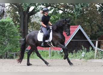 Frisone / Frisone Occidentale, Giumenta, 3 Anni, Morello