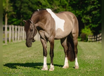 Frisone / Frisone Occidentale Mix, Giumenta, 4 Anni, 152 cm, Pezzato