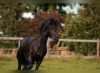 Frisone / Frisone Occidentale, Giumenta, 4 Anni, 160 cm, Morello