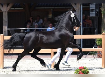 Frisone / Frisone Occidentale, Giumenta, 4 Anni, 160 cm, Morello