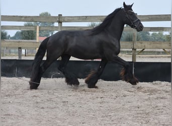 Frisone / Frisone Occidentale, Giumenta, 4 Anni, 160 cm, Morello