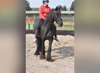 Frisone / Frisone Occidentale, Giumenta, 4 Anni, 160 cm, Morello