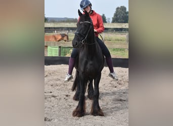 Frisone / Frisone Occidentale, Giumenta, 4 Anni, 160 cm, Morello