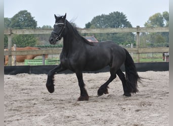 Frisone / Frisone Occidentale, Giumenta, 4 Anni, 160 cm, Morello