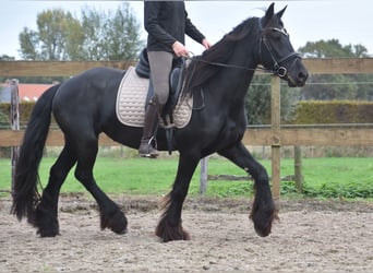 Frisone / Frisone Occidentale, Giumenta, 4 Anni, 160 cm, Morello