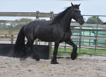 Frisone / Frisone Occidentale, Giumenta, 4 Anni, 160 cm, Morello