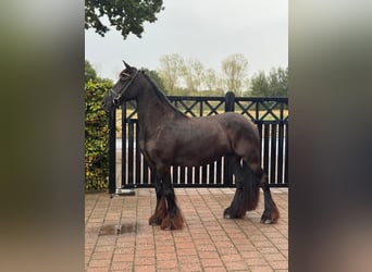 Frisone / Frisone Occidentale, Giumenta, 4 Anni, 160 cm, Morello