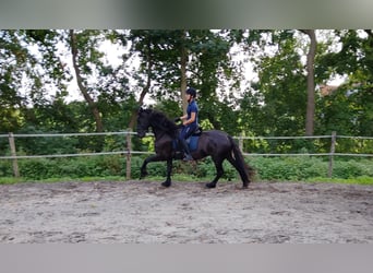 Frisone / Frisone Occidentale, Giumenta, 4 Anni, 162 cm, Morello