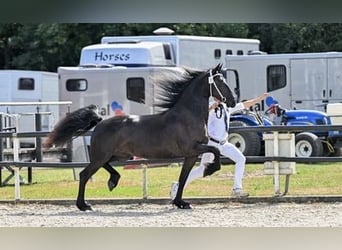 Frisone / Frisone Occidentale, Giumenta, 4 Anni, 162 cm, Morello