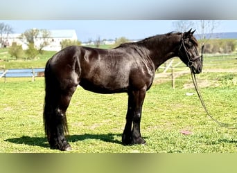 Frisone / Frisone Occidentale Mix, Giumenta, 4 Anni, 163 cm, Morello
