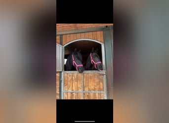 Frisone / Frisone Occidentale, Giumenta, 4 Anni, 164 cm, Morello