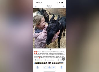 Frisone / Frisone Occidentale, Giumenta, 4 Anni, 165 cm, Morello