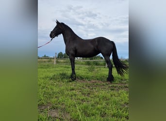 Frisone / Frisone Occidentale, Giumenta, 4 Anni, 167 cm, Morello