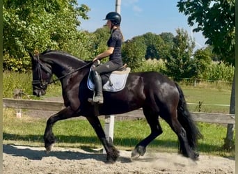 Frisone / Frisone Occidentale, Giumenta, 4 Anni, 168 cm, Morello