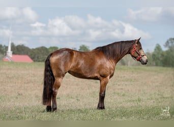 Frisone / Frisone Occidentale Mix, Giumenta, 4 Anni, Pelle di daino