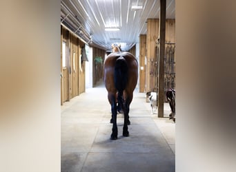 Frisone / Frisone Occidentale Mix, Giumenta, 5 Anni, 152 cm, Baio ciliegia