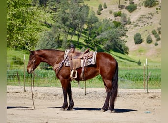 Frisone / Frisone Occidentale, Giumenta, 5 Anni, 152 cm, Baio ciliegia