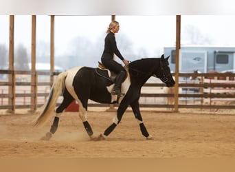 Frisone / Frisone Occidentale, Giumenta, 5 Anni, 155 cm, Pezzato