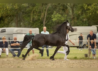 Frisone / Frisone Occidentale, Giumenta, 5 Anni, 159 cm, Morello