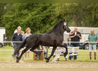 Frisone / Frisone Occidentale, Giumenta, 5 Anni, 159 cm, Morello