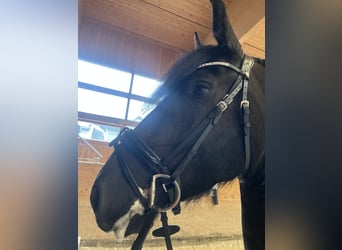 Frisone / Frisone Occidentale, Giumenta, 5 Anni, 160 cm, Morello