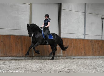 Frisone / Frisone Occidentale, Giumenta, 5 Anni, 165 cm, Morello