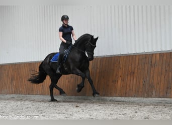 Frisone / Frisone Occidentale, Giumenta, 5 Anni, 165 cm, Morello