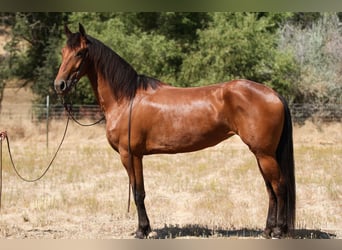 Frisone / Frisone Occidentale, Giumenta, 5 Anni, Baio ciliegia