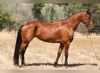 Frisone / Frisone Occidentale, Giumenta, 5 Anni, Baio ciliegia