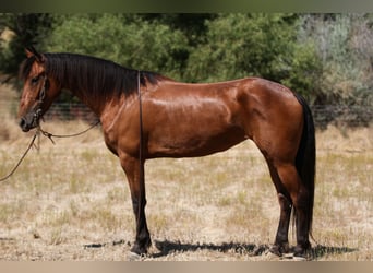 Frisone / Frisone Occidentale, Giumenta, 5 Anni, Baio ciliegia