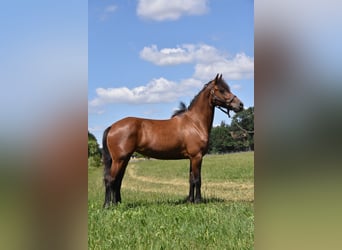 Frisone / Frisone Occidentale Mix, Giumenta, 6 Anni, 152 cm, Baio