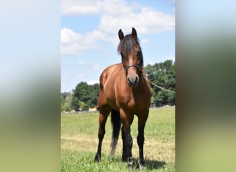 Frisone / Frisone Occidentale Mix, Giumenta, 6 Anni, 152 cm, Baio