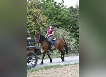 Frisone / Frisone Occidentale Mix, Giumenta, 6 Anni, 152 cm, Baio