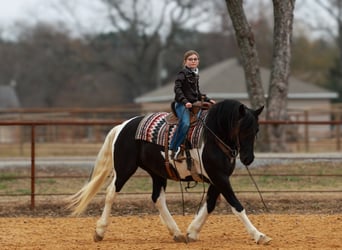 Frisone / Frisone Occidentale, Giumenta, 6 Anni, 155 cm, Pezzato