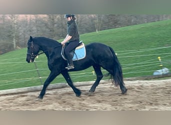Frisone / Frisone Occidentale Mix, Giumenta, 6 Anni, 159 cm, Morello