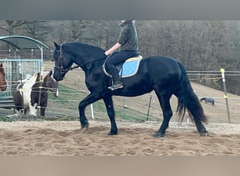 Frisone / Frisone Occidentale, Giumenta, 6 Anni, 159 cm, Morello