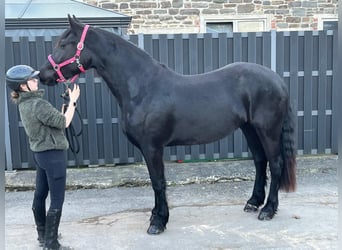 Frisone / Frisone Occidentale, Giumenta, 6 Anni, 159 cm, Morello