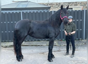 Frisone / Frisone Occidentale, Giumenta, 6 Anni, 159 cm, Morello