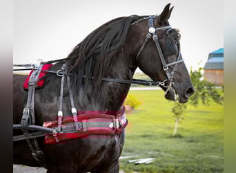 Frisone / Frisone Occidentale, Giumenta, 6 Anni, 160 cm, Morello