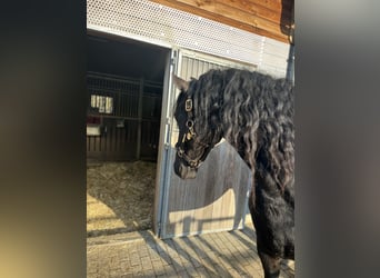 Frisone / Frisone Occidentale, Giumenta, 6 Anni, 160 cm, Morello