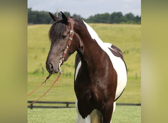 Frisone / Frisone Occidentale, Giumenta, 6 Anni, 163 cm, Tobiano-tutti i colori