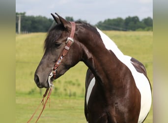 Frisone / Frisone Occidentale, Giumenta, 6 Anni, 163 cm, Tobiano-tutti i colori
