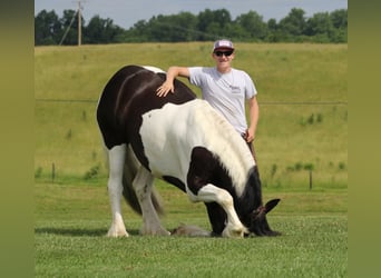 Frisone / Frisone Occidentale, Giumenta, 6 Anni, 163 cm, Tobiano-tutti i colori