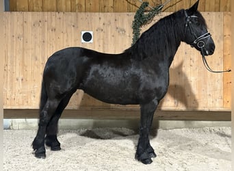 Frisone / Frisone Occidentale, Giumenta, 6 Anni, 167 cm, Morello