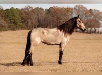 Frisone / Frisone Occidentale, Giumenta, 7 Anni, 152 cm, Pelle di daino